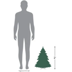 Northlight 2' Pre-Lit Slim Blackwater Fir Artificial Christmas Tree - Clear Lights -Northlight Christmas 227 91389.1690036640