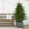 Northlight Real Touch™? Pre-Lit Potted Deluxe Russian Pine Artificial Christmas Tree - 6' - Warm White LED Lights 1 Northlight Real Touch™? Pre-Lit Potted Deluxe Russian Pine Artificial Christmas Tree - 6' - Warm White LED Lights -Northlight Christmas northlight20gb20ytp457 gr stylized 9.25.2024 flattened 97078.1727490632