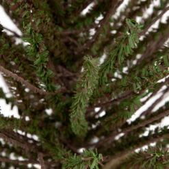 Northlight 2' Green And Brown Warsaw Twig Artificial Christmas Tree With Burlap Base - Unlit 8 Northlight 2' Green And Brown Warsaw Twig Artificial Christmas Tree With Burlap Base - Unlit -Northlight Christmas northlight b03908 2 64991.1669452431